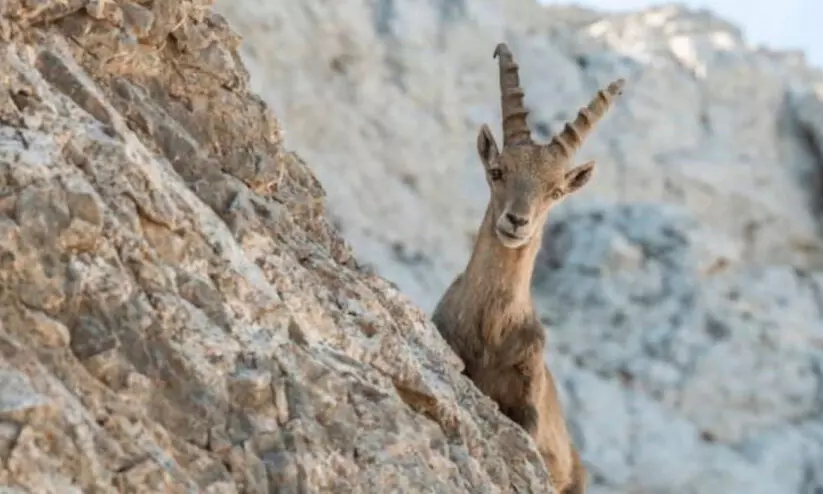 അ​റേ​ബ്യ​ൻ ഐ​ബെ​ക്‌​സി​നെ വേ​ട്ട​യാ​ട​ൽ; ത​ട​വും പി​ഴ​യും വി​ധി​ച്ചു