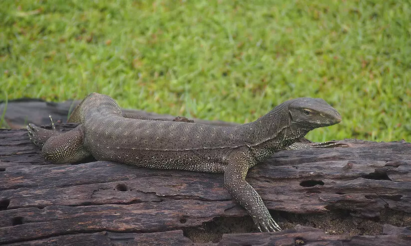 ഉടുമ്പ് ഒരു ഭീകര ജീവിയല്ല