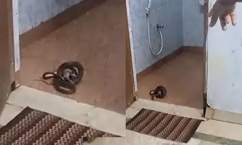 കണ്ണൂര്‍ മെഡിക്കൽ കോളജിലെ ശുചിമുറിയിൽ മൂർഖൻ