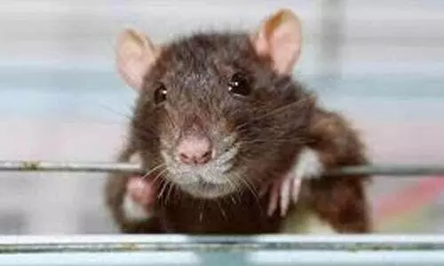 എലിപ്പനി പടരുന്നു; ജാഗ്രത നിർദേശവുമായി ആരോഗ്യവകുപ്പ്