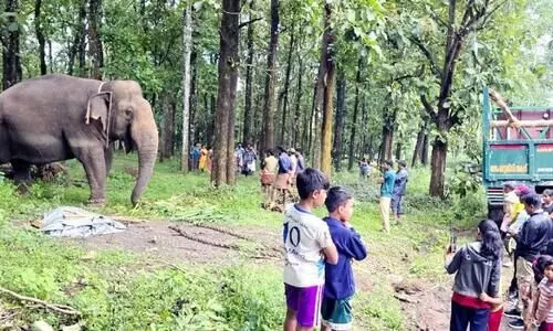 ജി​ല്ല​യെ വ​രു​തി​യി​ലാ​ക്കി വ​ന്യ​മൃ​ഗ​ങ്ങ​ൾ; കാ​ട്ടാ​ന​ക​ളെ തു​ര​ത്താ​ൻ കു​ങ്കി ആ​ന​ക​ൾ ഇ​റ​ങ്ങും