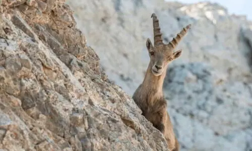 അ​റേ​ബ്യ​ൻ ഐ​ബെ​ക്‌​സി​നെ വേ​ട്ട​യാ​ട​ൽ; ത​ട​വും പി​ഴ​യും വി​ധി​ച്ചു