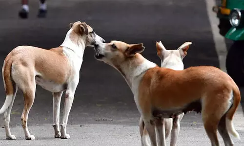 5000 തെരുവുനായ്ക്കൾക്ക് ചിക്കനും ചോറും നൽകാൻ ബംഗളൂരു കോർപറേഷന് 3 കോടിയുടെ ബജറ്റ്