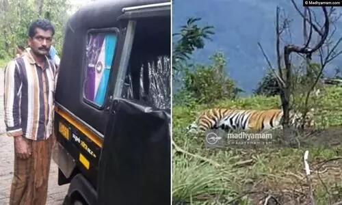 പ്ലാക്കയത്ത് കാട്ടാന ആക്രമണം, ചിന്നക്കനാലിൽ പുലി നായയെ കൊന്നു, കൊളുക്ക് മലയിൽ കടുവ; ജനം ഭീതിയിൽ