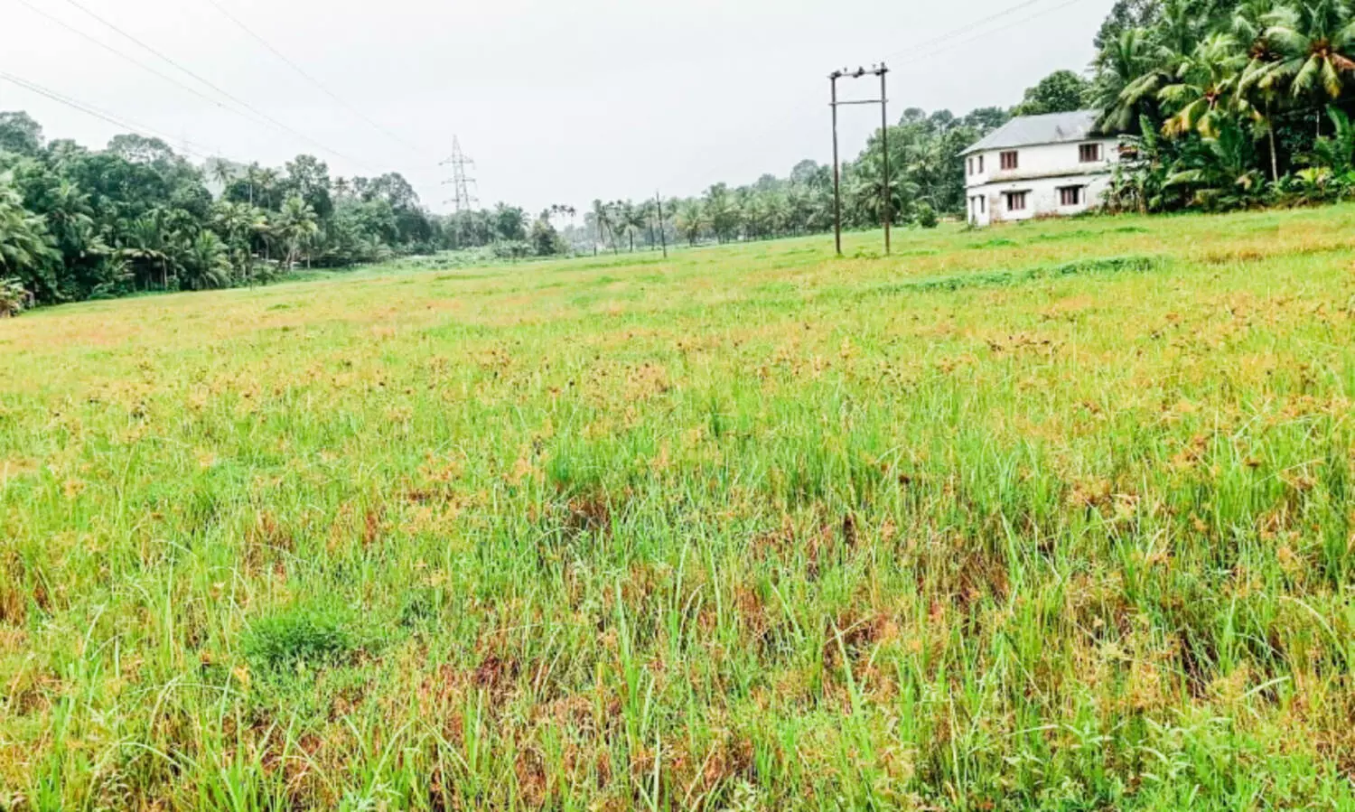 പണം നൽകാതെ സപ്ലൈകോ; കൃഷി ഉപേക്ഷിച്ച് നെൽകർഷകർ