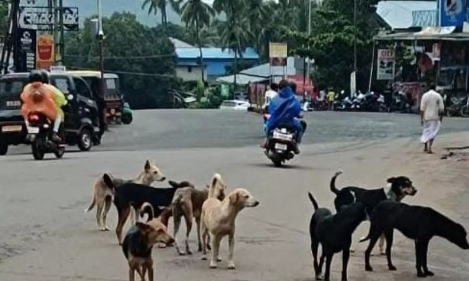 കൂറ്റനാട് അഞ്ചു പേര്‍ക്ക് തെരുവ് നായയുടെ കടിയേറ്റു