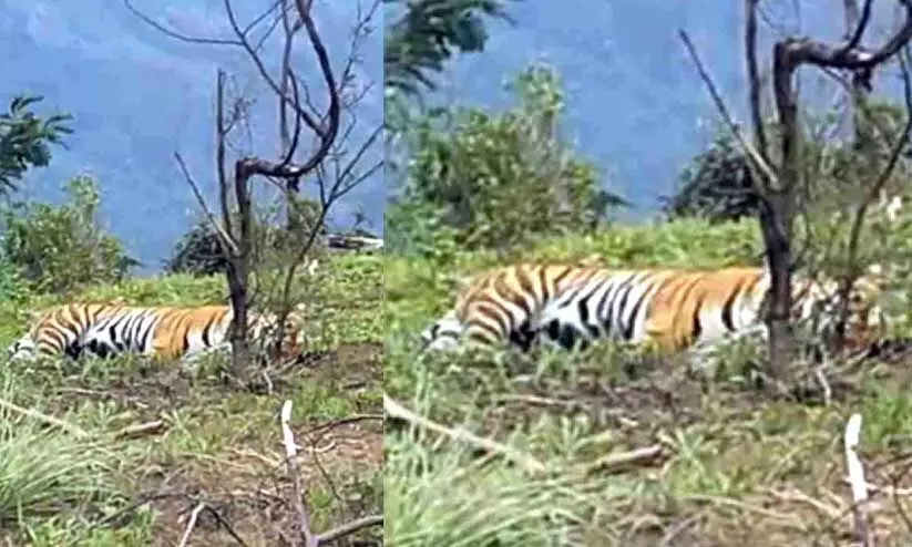 ദേ, കൺമുന്നിൽ കടുവ ദേ, കൺമുന്നിൽ കടുവ