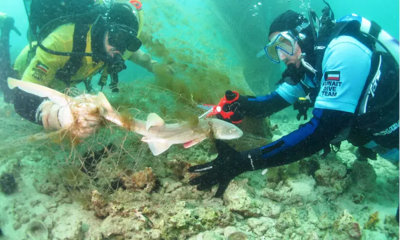 വേ​ന​ൽ​ക്കാ​ല​ത്ത് സ്രാ​വു​ക​ൾ വ​ർ​ധി​ക്കും; സ്രാ​വു​ക​ൾ ‘പ​ച്ചപ്പാ​വം’; ഉ​പ​ദ്ര​വി​ക്ക​രു​ത്