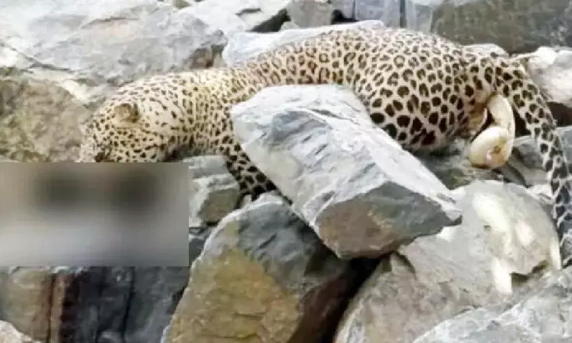 ചാ​മ​രാ​ജ ന​ഗ​റി​ലെ ക്വാ​റി​യി​ൽ പു​ലി​യു​ടെ ജ​ഡം; വി​ഷം ന​ൽ​കി കൊ​ന്ന​തെ​ന്ന് സം​ശ​യം