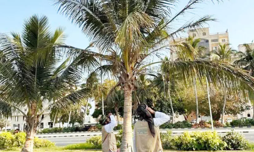 അ​ധി​നി​വേ​ശ പ​ക്ഷി​ക​ളെ തു​ര​ത്താ​നു​ള്ള കാ​മ്പ​യി​ൻ തു​ട​രു​ന്നു; ദോഫാറിൽനിന്ന് ഇല്ലാതാക്കിയത് 10,449  മൈനക​െളയും കാക്കകളെയും