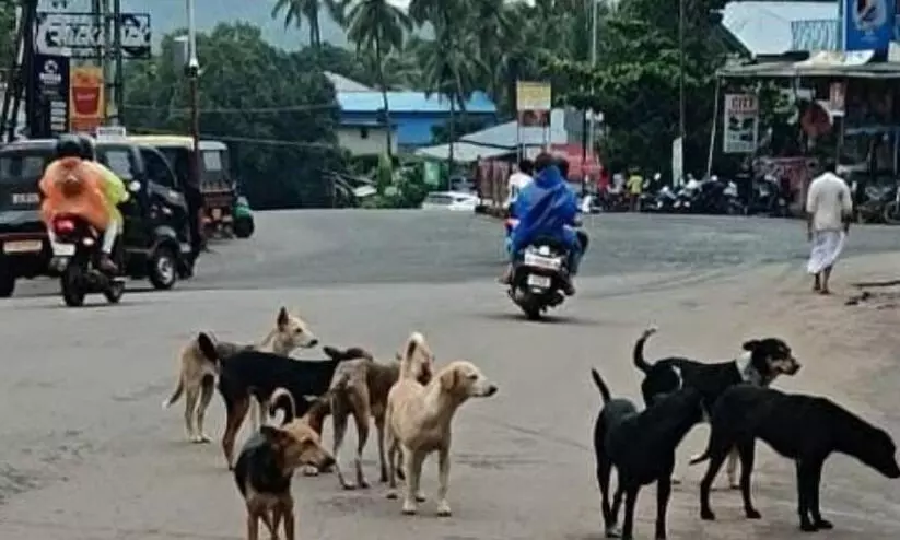 കൂറ്റനാട് അഞ്ചു പേര്‍ക്ക് തെരുവ് നായയുടെ കടിയേറ്റു