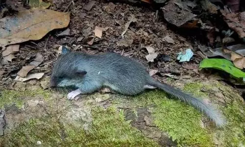 മുള്ളെലികൾക്ക് 10 കോടി വർഷത്തെ പാരമ്പര്യമെന്ന് പഠനം