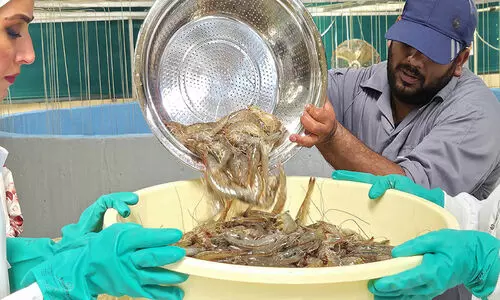 ത​ദ്ദേ​ശീ​യ ചെ​മ്മീ​ൻ ഉ​ൽ​പാ​ദ​ന​ത്തി​ൽ നാ​ലാം വ​ർ​ഷ​വും വ​ൻ വി​ജ​യം