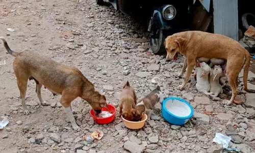 തെ​രു​വു​നാ​യ്ക്ക​ൾ​ക്ക് ഭ​ക്ഷ​ണം ന​ൽ​കാ​ൻ 2.8 കോ​ടി​യു​ടെ പ​ദ്ധ​തി​യു​മാ​യി ബി.​​ബി.​എം.​പി