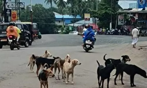 കൂറ്റനാട് അഞ്ചു പേര്‍ക്ക് തെരുവ് നായയുടെ കടിയേറ്റു