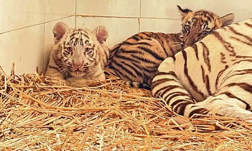 മൂന്ന് കടുവാക്കുട്ടികൾ ചത്തനിലയിൽ