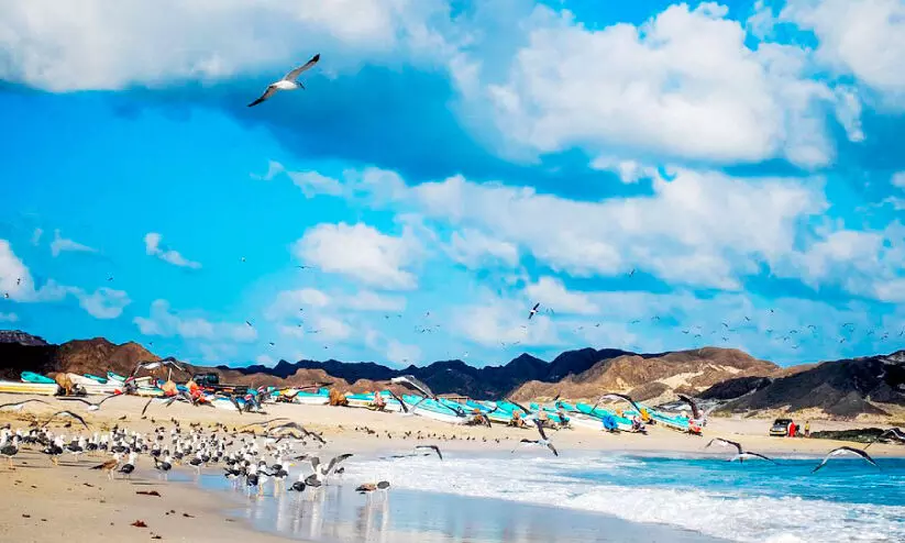 ഖ​രീ​ഫ് സ​ഞ്ചാ​രി​ക​ളെ ദു​ക​മി​ലേ​ക്ക് വി​ളി​ച്ച് ‘സെ​സാ​ദ്’