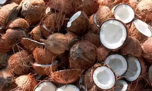 കുടുംബബജറ്റിന്റെ താളംതെറ്റിച്ച് നാളികേര വില കുതിക്കുന്നു കുടുംബബജറ്റിന്റെ താളംതെറ്റിച്ച് നാളികേര വില കുതിക്കുന്നു