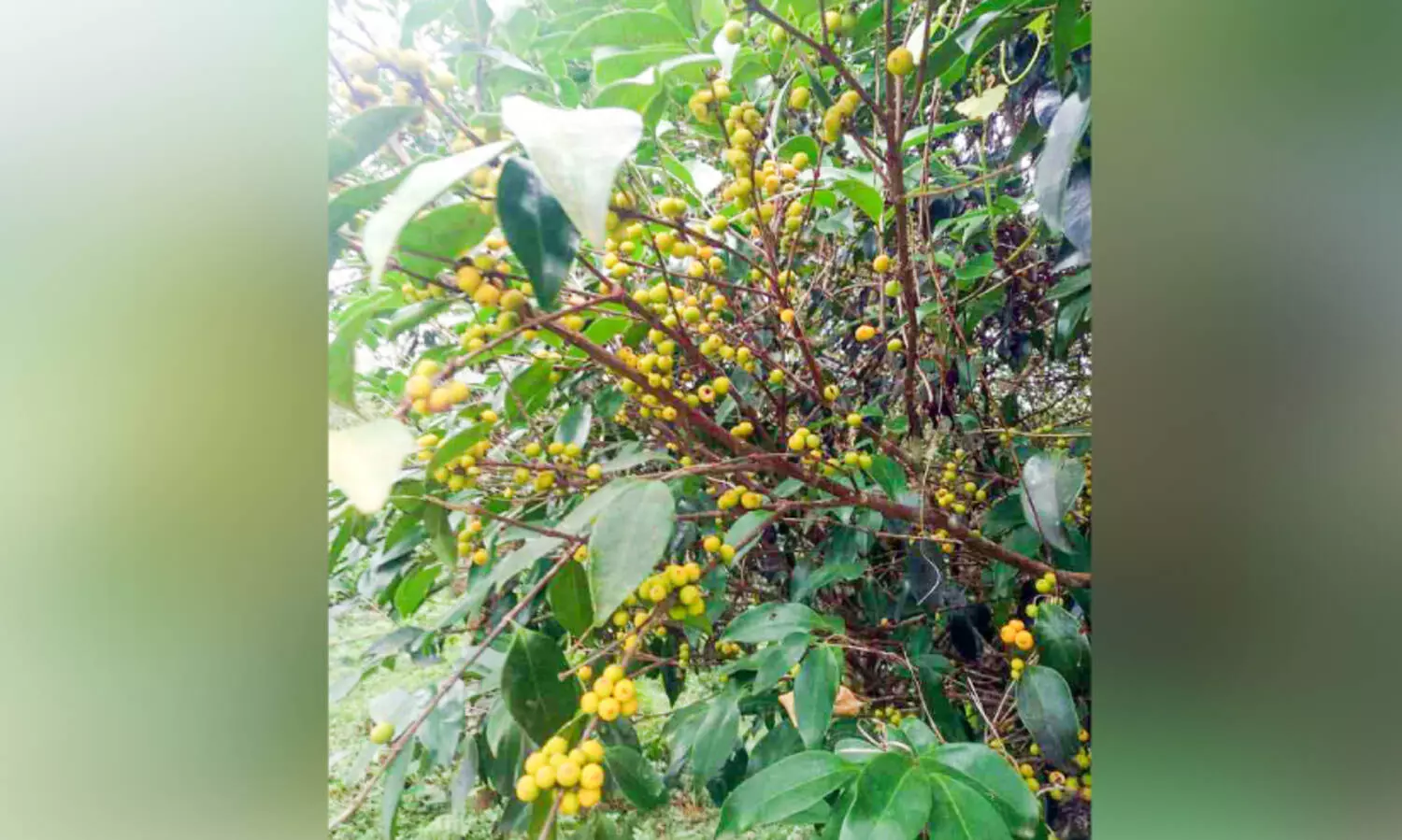 ദൃശ്യചാരുതയേറ്റി കായാമ്പു മരങ്ങൾ