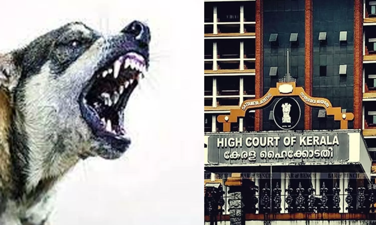 തെരുവുനായ്​ ആ​ക്രമണം: ദുരന്ത നിവാരണ ഫണ്ട്​ ഉപയോഗപ്പെടുത്താൻ ആകുമോയെന്ന്​ ഹൈകോടതി