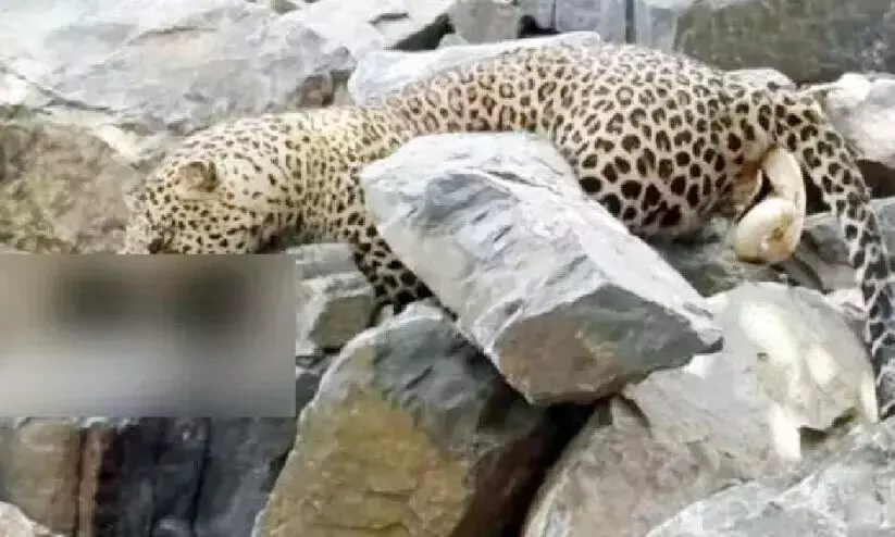 പു​ള്ളി​പ്പു​ലി​യു​ടെ മ​ര​ണം: ക​ർ​ഷ​ക​ൻ ക​സ്റ്റ​ഡി​യി​ൽ