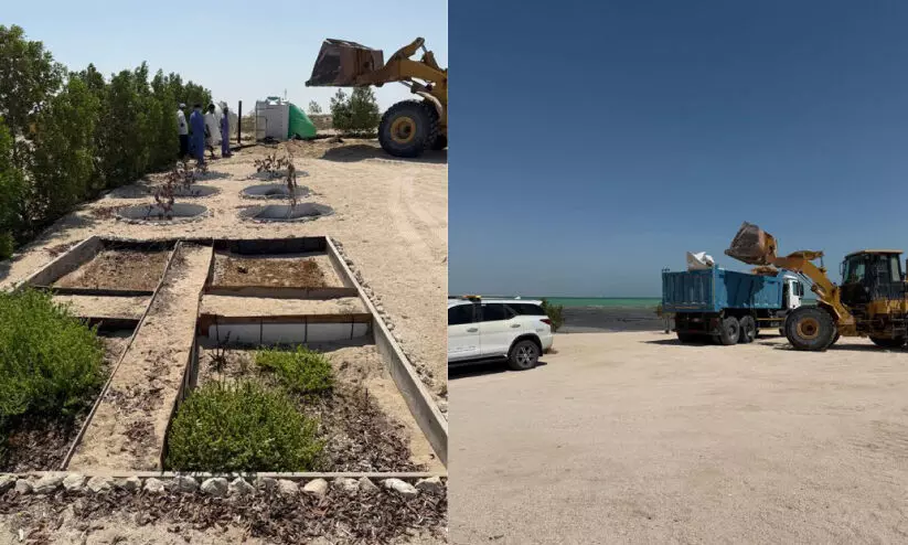 removing illegally planted trees