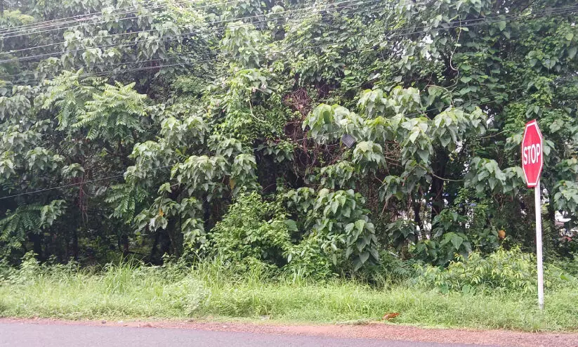 സ്ഥ​ല​മു​ണ്ട്, സ്വ​ന്തം കെ​ട്ടി​ടമില്ല; നീ​ലേ​ശ്വ​രം കെ.​എ​സ്.​ഇ.​ബി സെ​ക്ഷ​ൻ ഓ​ഫി​സ് വാടകക്കെട്ടിടത്തിൽ തന്നെ