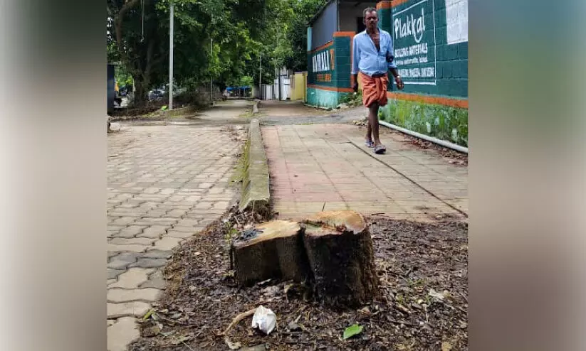 സ്വകാര്യ വ്യക്തിയുടെ മതിലിലെ പരസ്യം കാണാൻ മരം മുറിച്ച് പൊതുമരാമത്ത് വകുപ്പ്