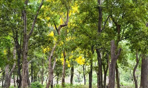 മണമല്ല, പണമാണ് ചന്ദനം