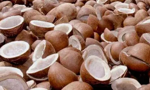 കൊപ്ര ഇറക്കുമതിയും കാത്ത്...