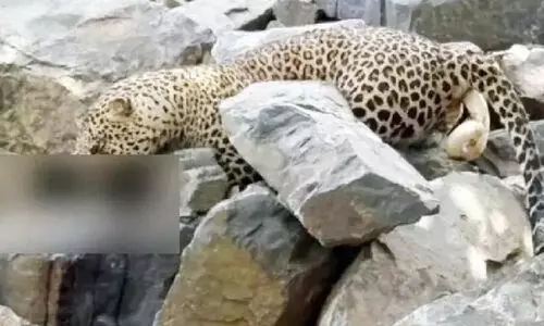 പു​ള്ളി​പ്പു​ലി​യു​ടെ മ​ര​ണം: ക​ർ​ഷ​ക​ൻ ക​സ്റ്റ​ഡി​യി​ൽ