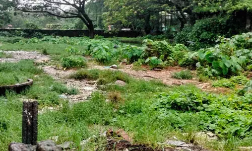 മ​ത്സ്യ മാ​ർ​ക്ക​റ്റോ അ​തോ എ​ലി​ത്താ​വ​ള​മോ?