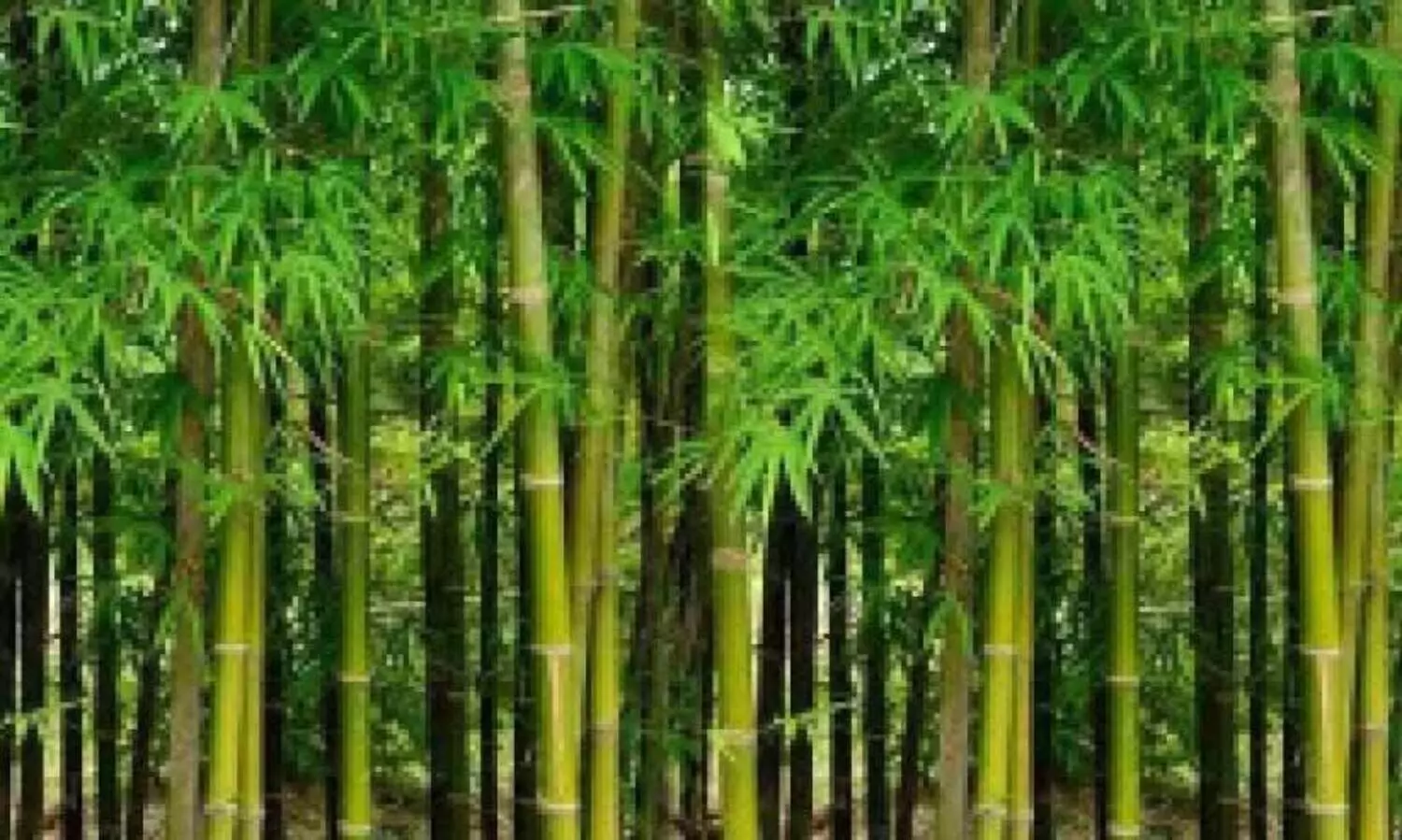 മുള കൃഷിയുമായി വനംവകുപ്പ്; എതിർപ്പുമായി കിഫ