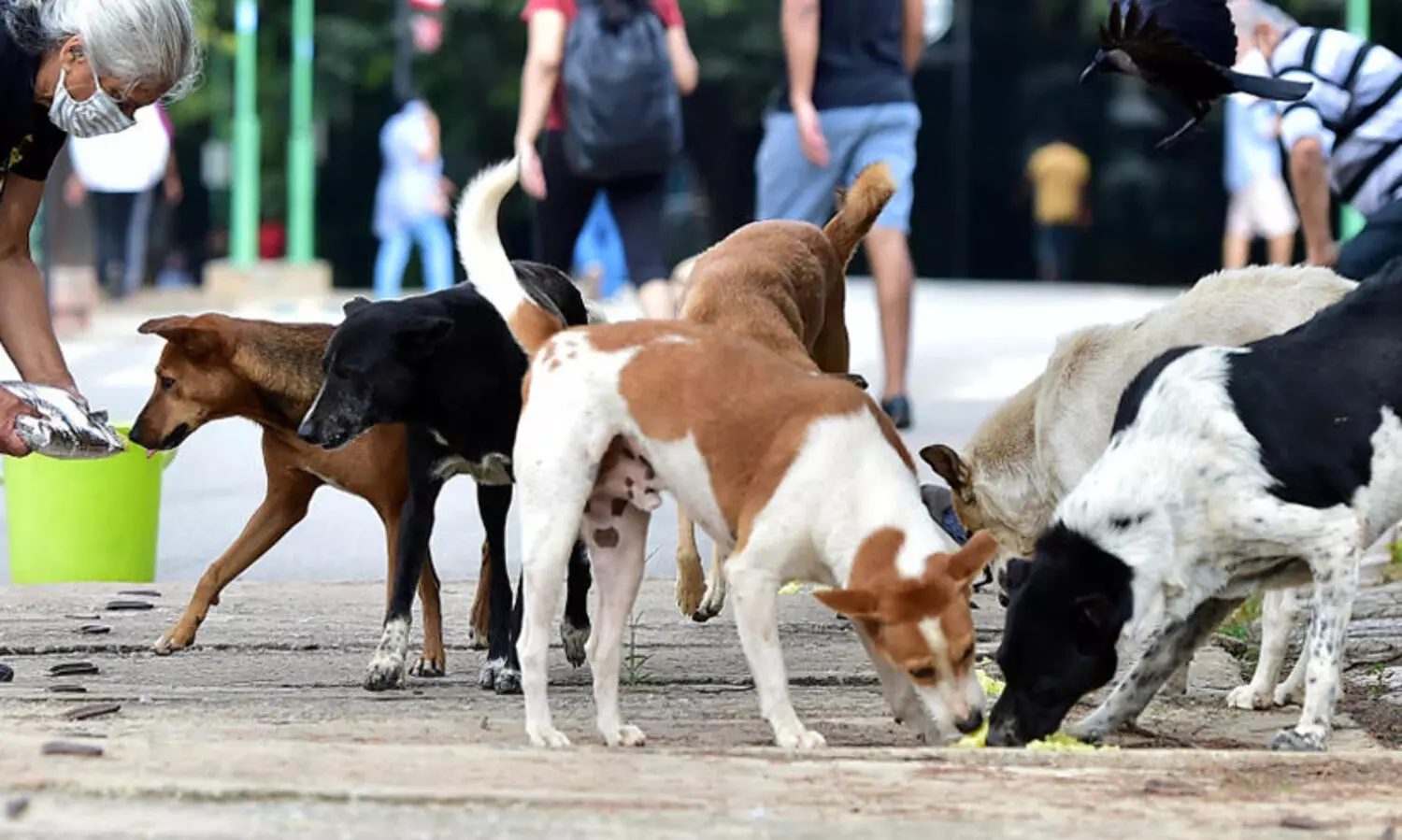 ‘സ്വന്തം വീട്ടിൽവെച്ച് അവക്ക് ഭക്ഷണം കൊടുക്കാ​ത്തതെന്ത്? തെരുവു നായ്ക്കൾക്ക് തീറ്റ നൽകാൻ സമ്മതിക്കാത്തതിൽ അസ്വസ്ഥനായ ഹരജിക്കാരനോട് സുപ്രീംകോടതി