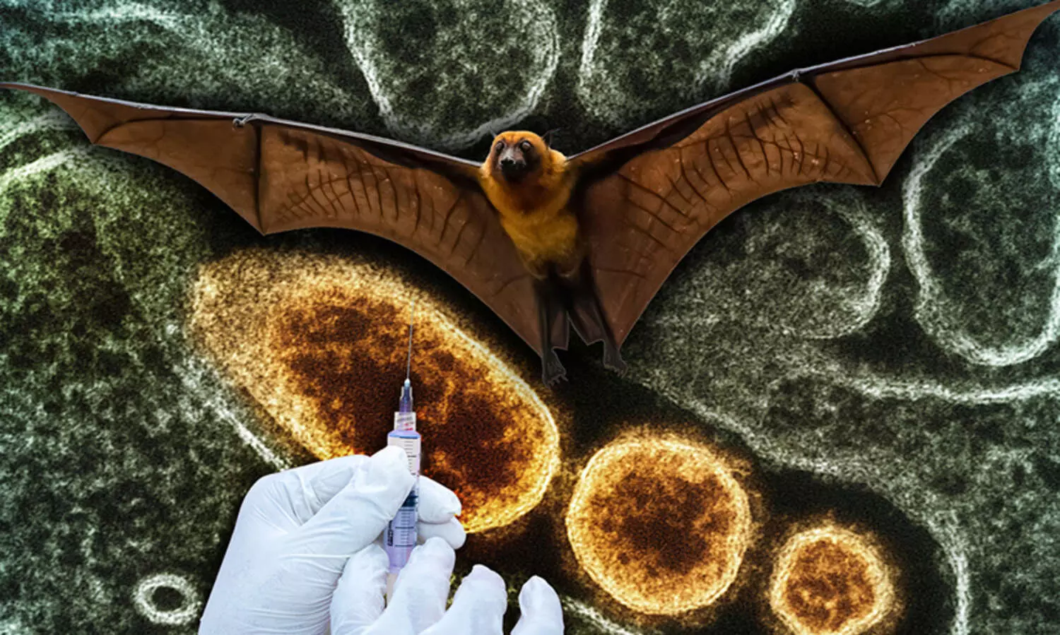 നിപ: 160 വവ്വാലുകളുടെ സാമ്പിളുകൾ ശേഖരിച്ചു