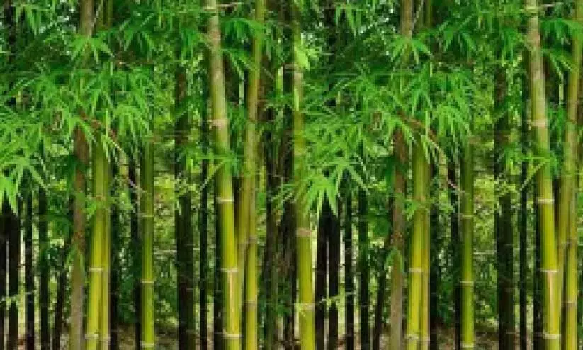 മുള കൃഷിയുമായി വനംവകുപ്പ്; എതിർപ്പുമായി കിഫ