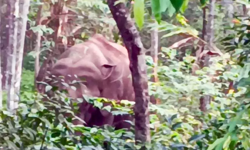 കാട്ടാനയെ തുരത്താനുള്ള സ്പെഷൽ ഡ്രൈവിലും ജില്ലക്ക് അവഗണന കാട്ടാനയെ തുരത്താനുള്ള സ്പെഷൽ ഡ്രൈവിലും ജില്ലക്ക് അവഗണന