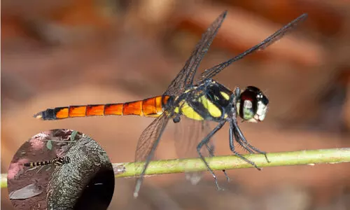 Dragonfly/Lyriothemis abrahamii