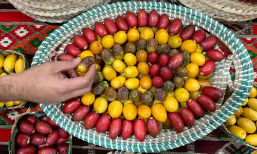 സൂ​ഖി​ലെ ഈ​ത്ത​പ്പ​ഴ മേ​ള ജൂ​ലൈ 24 മു​ത​ൽ