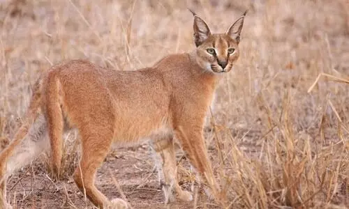 ഇരുപത് വർഷത്തിനുശേഷം മധ്യപ്രദേശിൽ കാരക്കൽ കാട്ടുപൂച്ചയെ കണ്ടെത്തി