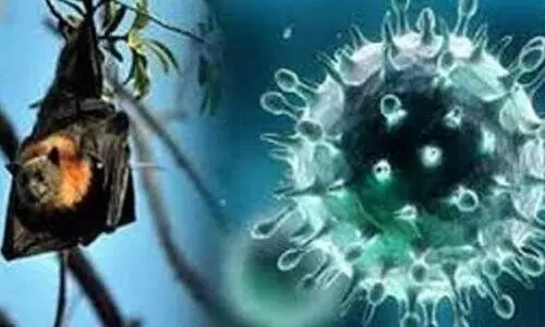 നിപ: സമ്പർക്കപട്ടികയിലെ രണ്ടുപേർ ഐസൊലേഷനിൽ നിപ: സമ്പർക്കപട്ടികയിലെ രണ്ടുപേർ ഐസൊലേഷനിൽ