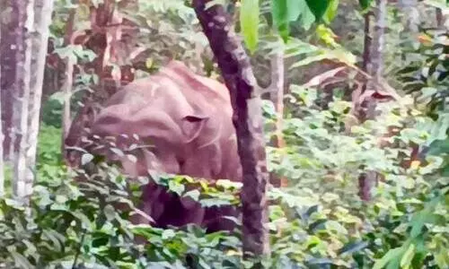 കാട്ടാനയെ തുരത്താനുള്ള സ്പെഷൽ ഡ്രൈവിലും ജില്ലക്ക് അവഗണന