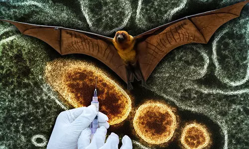 നിപ: 160 വവ്വാലുകളുടെ സാമ്പിളുകൾ ശേഖരിച്ചു നിപ: 160 വവ്വാലുകളുടെ സാമ്പിളുകൾ ശേഖരിച്ചു