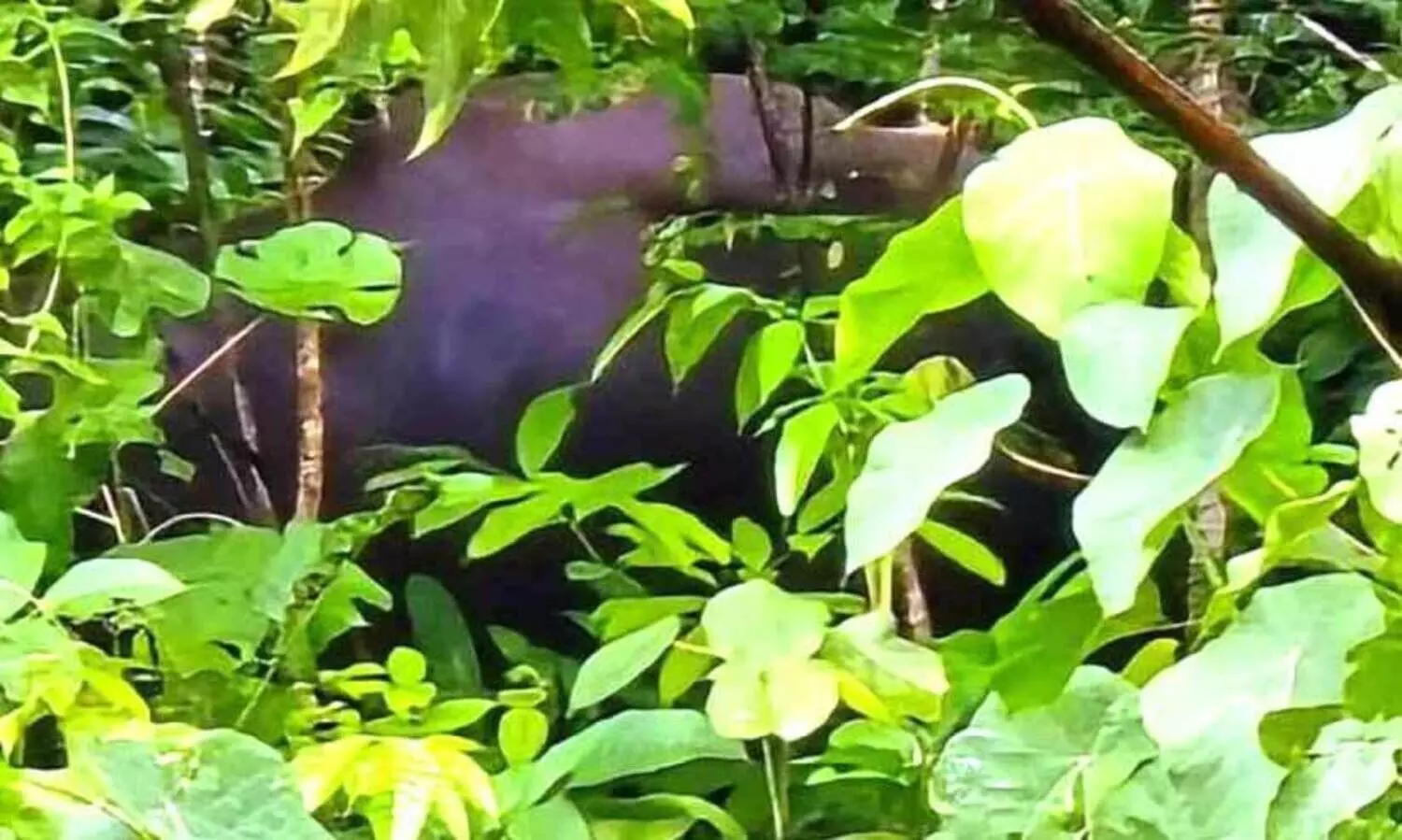 വാമനപുരത്ത് കാട്ടുപോത്ത്​; മെരുക്കാനെത്തിയവർക്ക്​ ജീപ്പ് മറിഞ്ഞ് പരിക്ക്