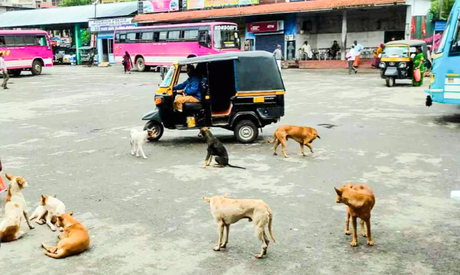 നായുണ്ട് സൂക്ഷിക്കുക...ഇത് കുമളി പട്ടണം