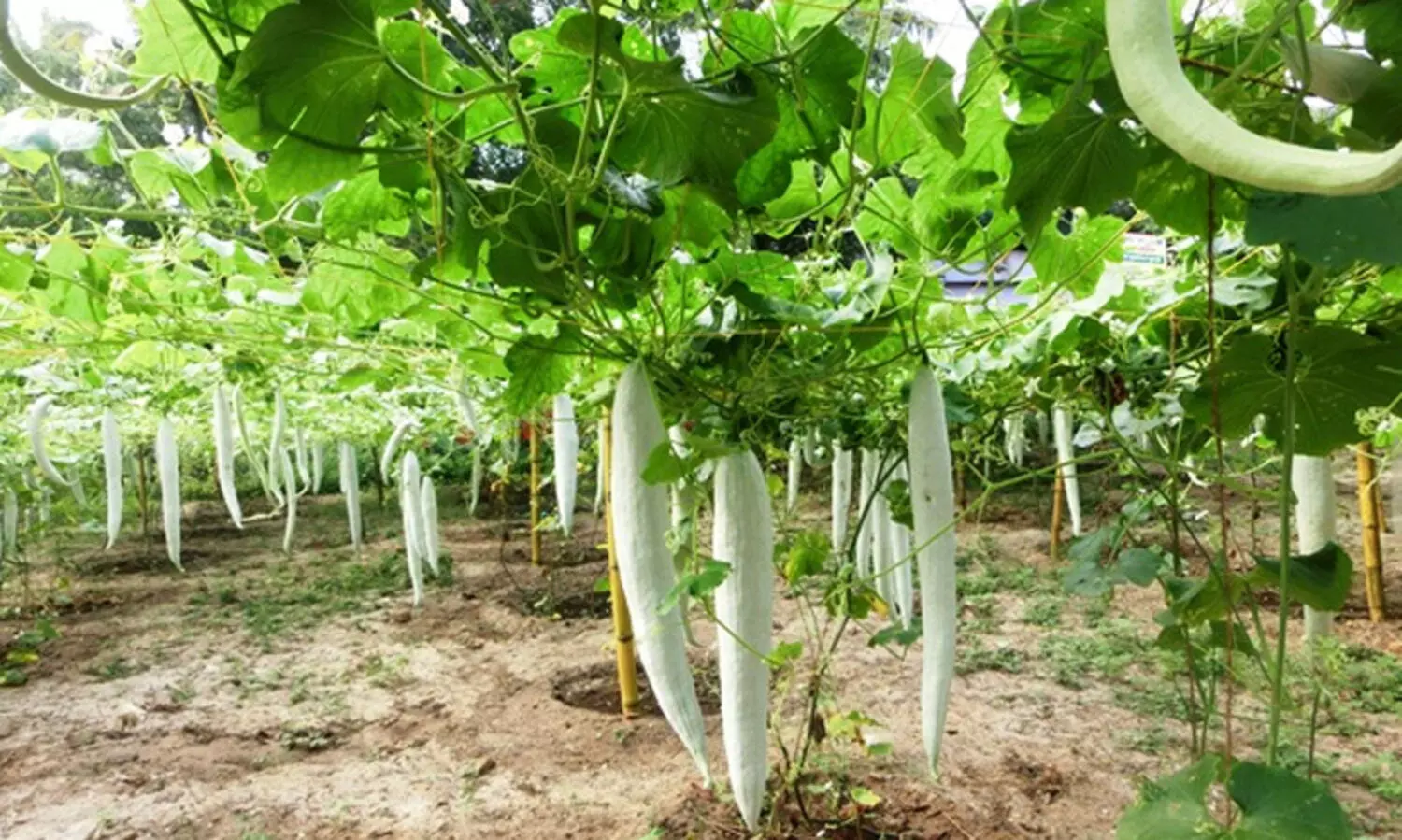 ഓണക്കാലത്ത്​ പച്ചക്കറി വിപ്ലവം; 500 ഹെ​ക്ട​റി​ൽ വി​ത്തി​റ​ക്കി കൃ​ഷി വ​കു​പ്പ്​