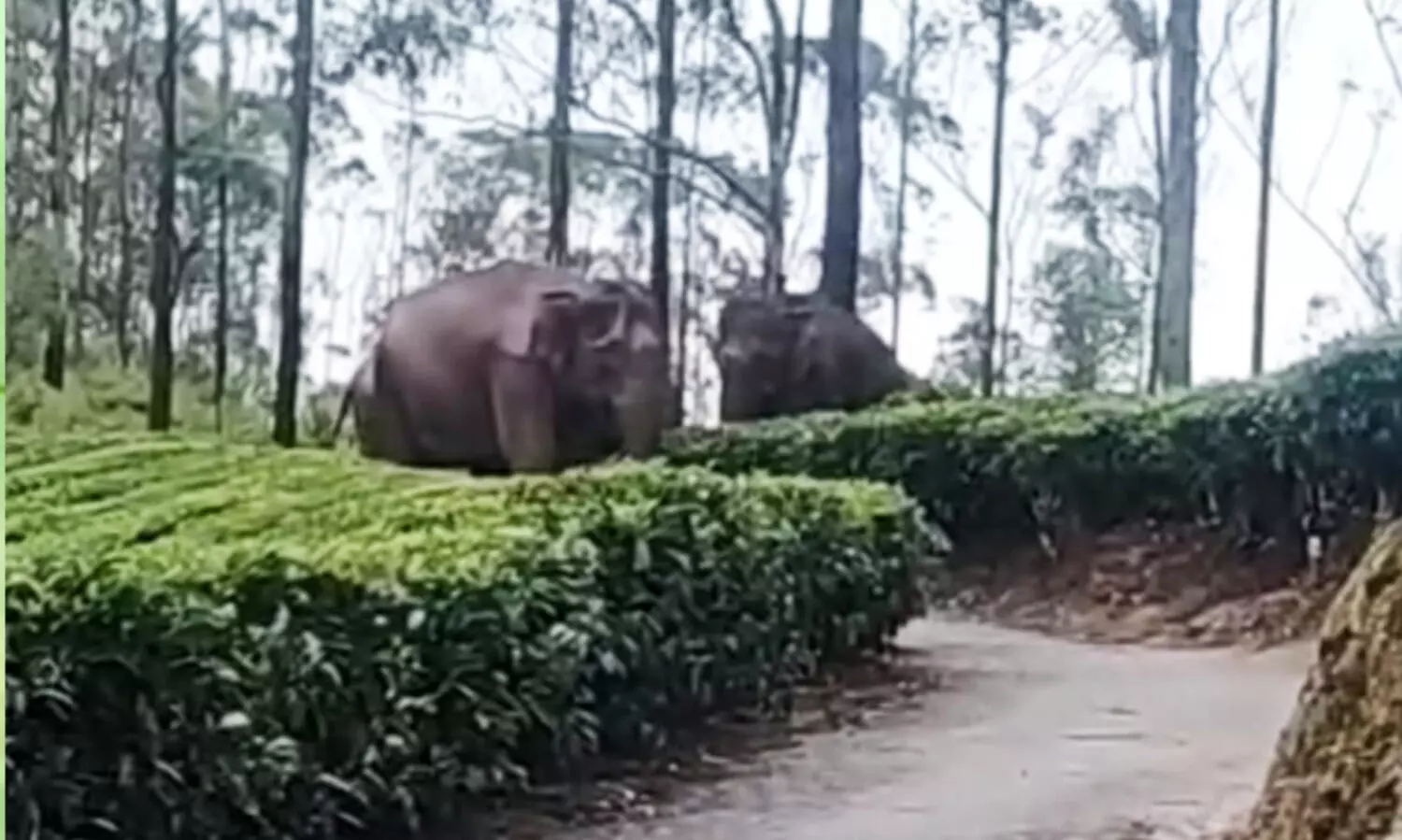 Wild Elephants