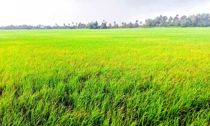 പാടങ്ങളിൽ കരിഞ്ചാഴി ആക്രമണം രൂക്ഷം; ആശങ്കയോടെ കർഷകർ