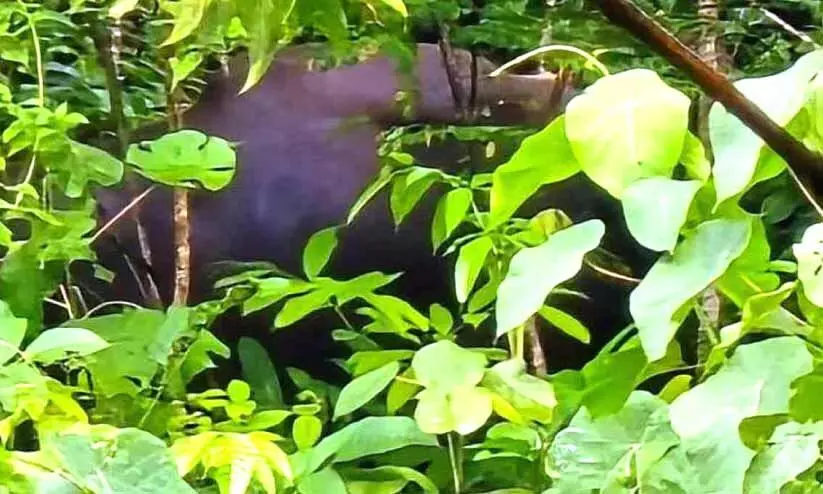 വാമനപുരത്ത് കാട്ടുപോത്ത്​; മെരുക്കാനെത്തിയവർക്ക്​ ജീപ്പ് മറിഞ്ഞ് പരിക്ക്