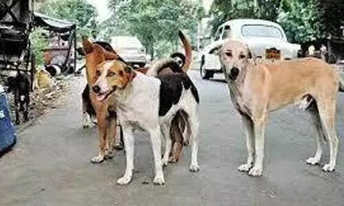 നഗരസഭ കൗൺസിലറുടെ മകനടക്കം അഞ്ചുപേർക്ക് തെരുവുനായുടെ കടിയേറ്റു